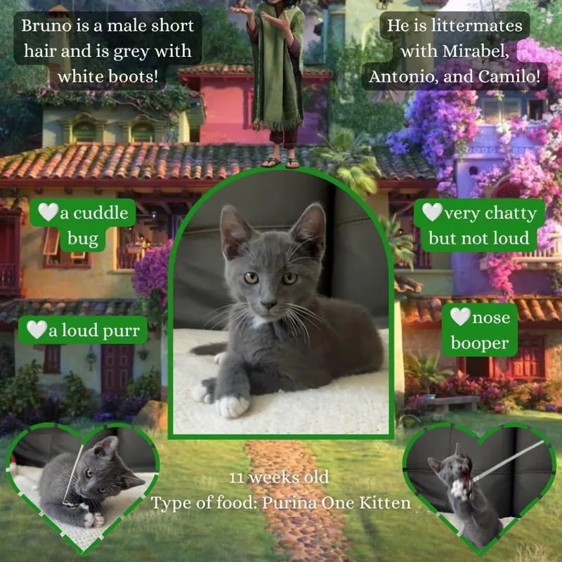 A baby small-sized male Gray / Blue / Silver Domestic Short Hair cat named Bruno for adoption in Orangevale, CA