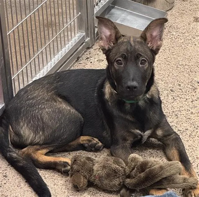 A baby large-sized male German Shepherd Dog dog named Mr Caramel for adoption in Mesa, AZ