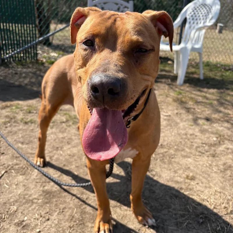 An adult medium-sized female Brown / Chocolate Mixed Breed dog named Sandy Cheeks for adoption in Vineland, NJ