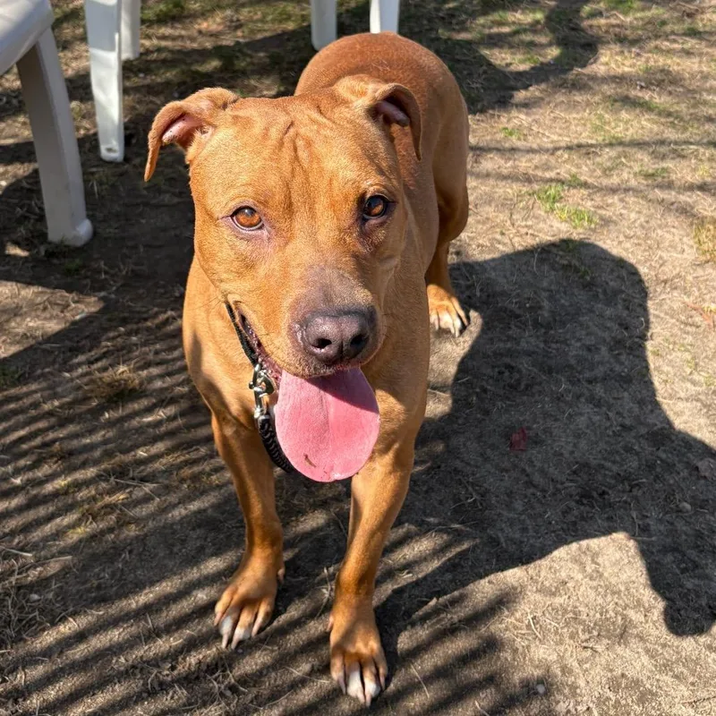 Sandy Cheeks thumbnail 2