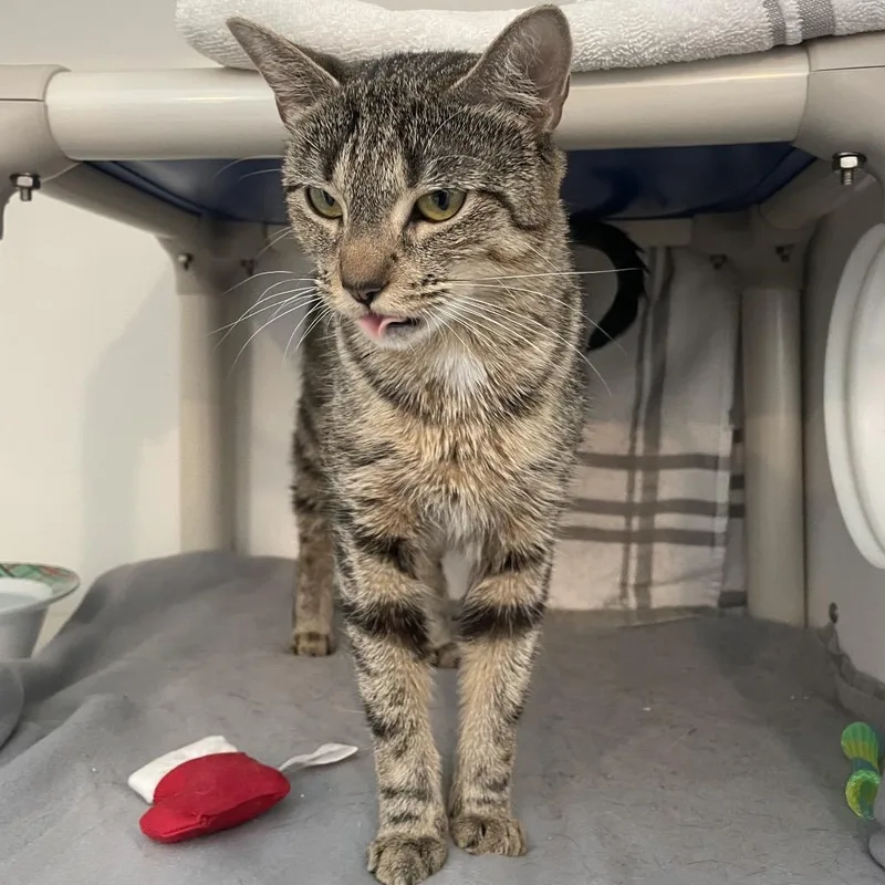 An adult medium-sized female Brown / Chocolate Domestic Short Hair cat named Stormi for adoption in Warwick, RI