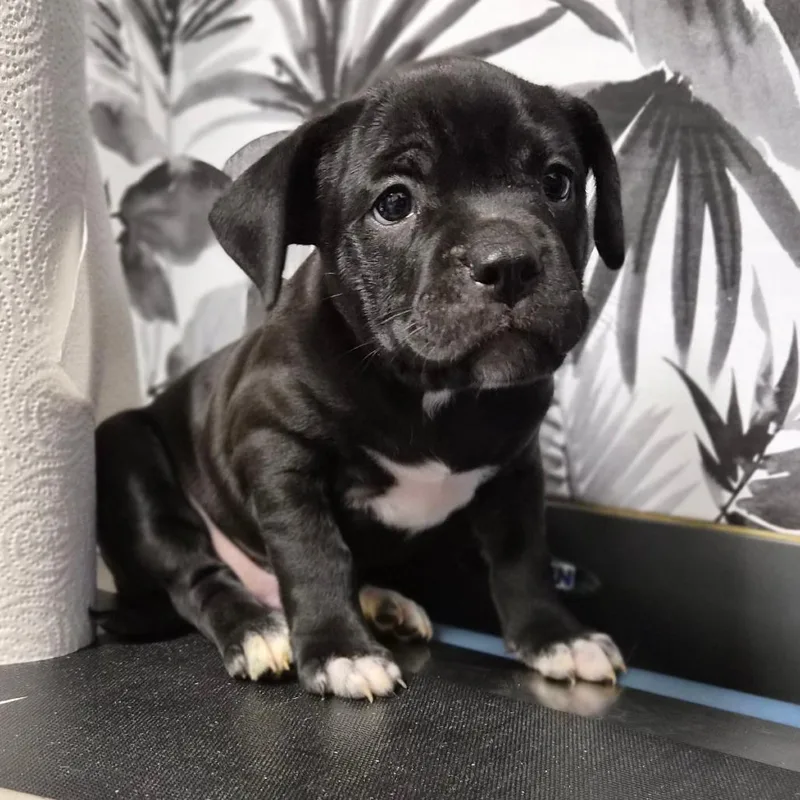 A baby small-sized male Black American Bulldog dog named Diesel for adoption in Wahiawa, HI