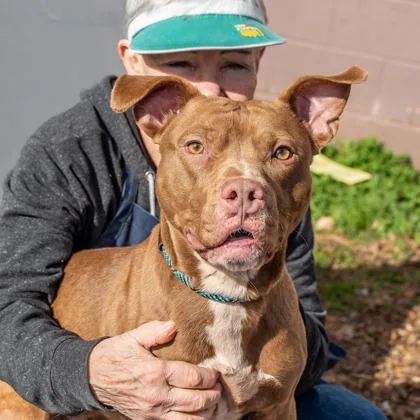 An adult large-sized male Mixed Breed dog named Teahan for adoption in Chamblee, GA