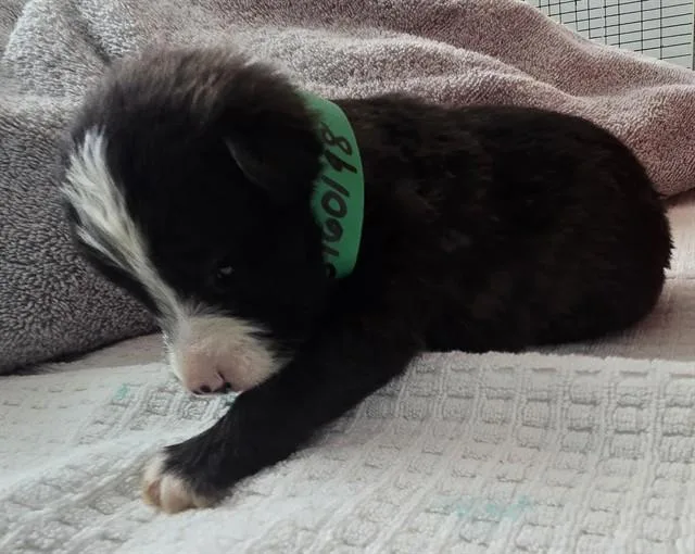 A baby small-sized male Australian Shepherd dog named Boseman for adoption in Lancaster, CA