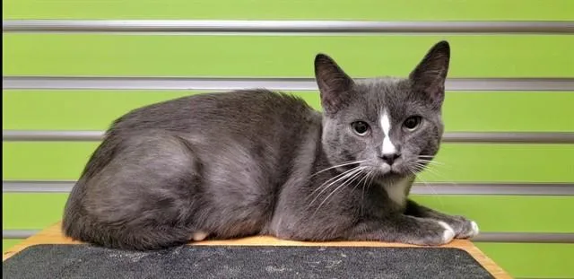 A young small-sized male Domestic Short Hair cat named Chatterbox for adoption in Saint Peters, MO