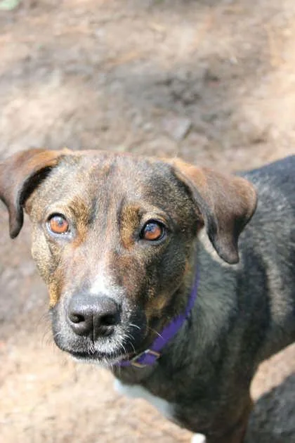 An adult large-sized female Shepherd dog named b Garnet for adoption in North Charleston, SC