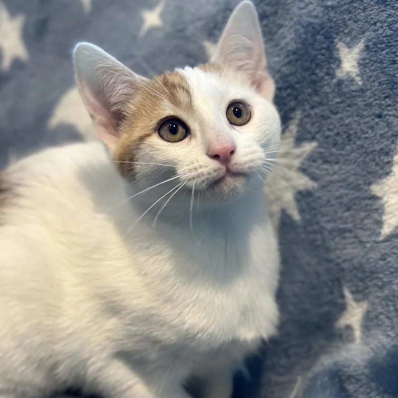 A baby small-sized male Orange / Red Domestic Short Hair cat named Spinner for adoption in Matteson, IL