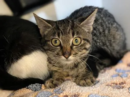 A baby small-sized female Tabby cat named Nibbles for adoption in Newberg, OR