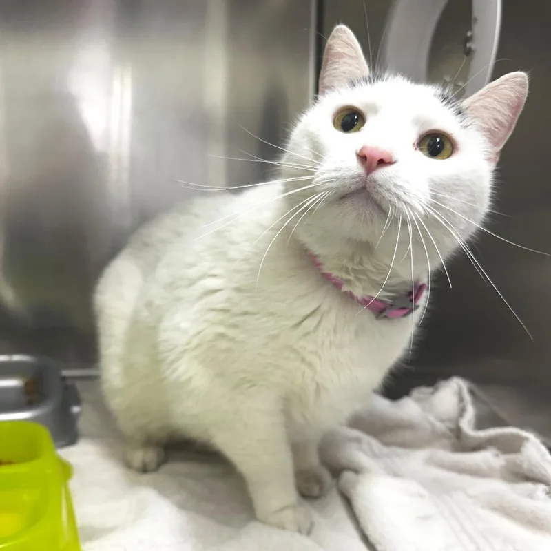 An adult large-sized male White Domestic Short Hair cat named Rugg for adoption in Warrensburg, MO