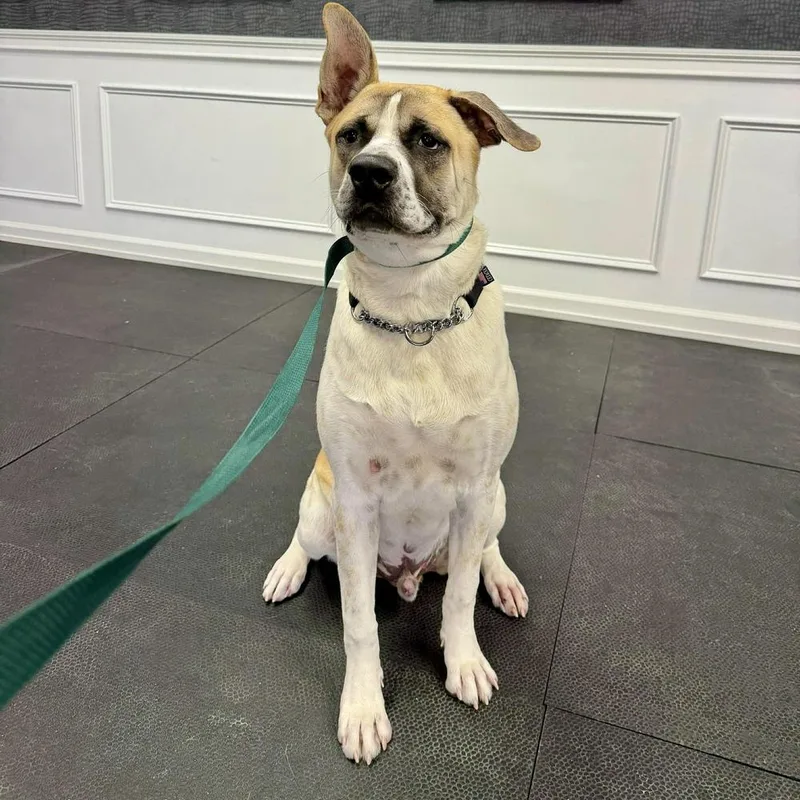A young large-sized male Mixed Breed dog named Pixel for adoption in Long Island City, NY