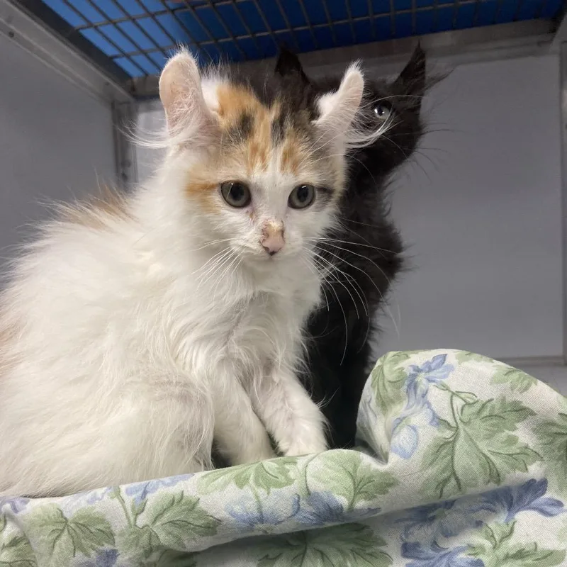 A baby small-sized female White Domestic Medium Hair cat named Dumpty for adoption in Binghamton, NY