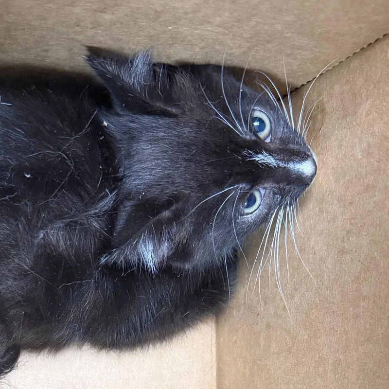 A baby small-sized male Black Domestic Short Hair cat named Windle for adoption in Philadelphia, PA