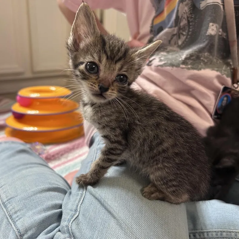 A baby small-sized female Brown / Chocolate Domestic Short Hair cat named Star for adoption in Houston, TX