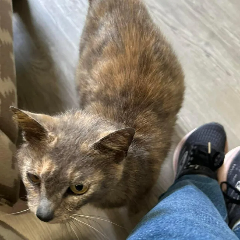 An adult medium-sized female Calico Domestic Short Hair cat named Cammie for adoption in Evensville, TN