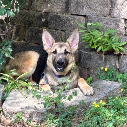 A baby medium-sized male Bicolor German Shepherd Dog dog named Ricky for adoption in Raleigh, NC