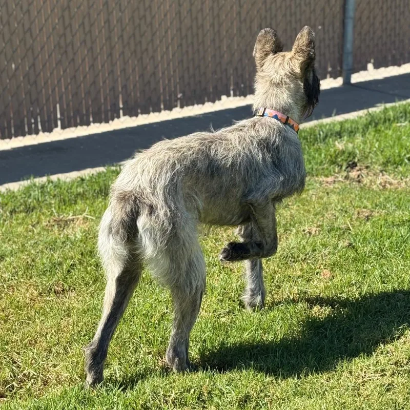An adult medium-sized male Gray / Blue / Silver Terrier dog named Legoshi for adoption in Santa Barbara, CA
