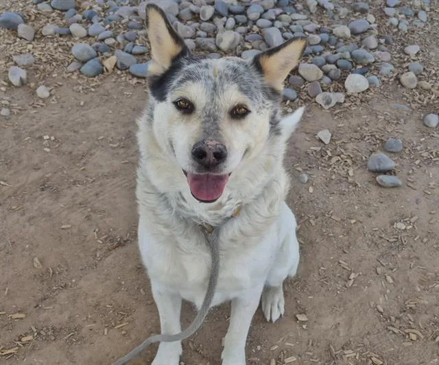 An adult large-sized male Australian Cattle Dog / Blue Heeler dog named Dorado for adoption in Albuquerque, NM