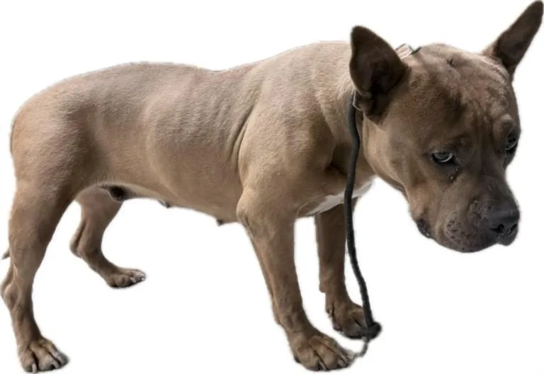 An adult medium-sized female Mixed Breed dog named Maggie for adoption in Los Angeles, CA