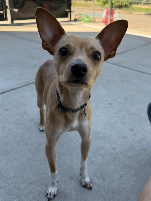 A young small-sized male Chihuahua dog named Leo for adoption in Sacramento, CA