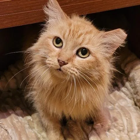 An adult medium-sized female Domestic Long Hair cat named Fabric for adoption in Cincinnati, OH