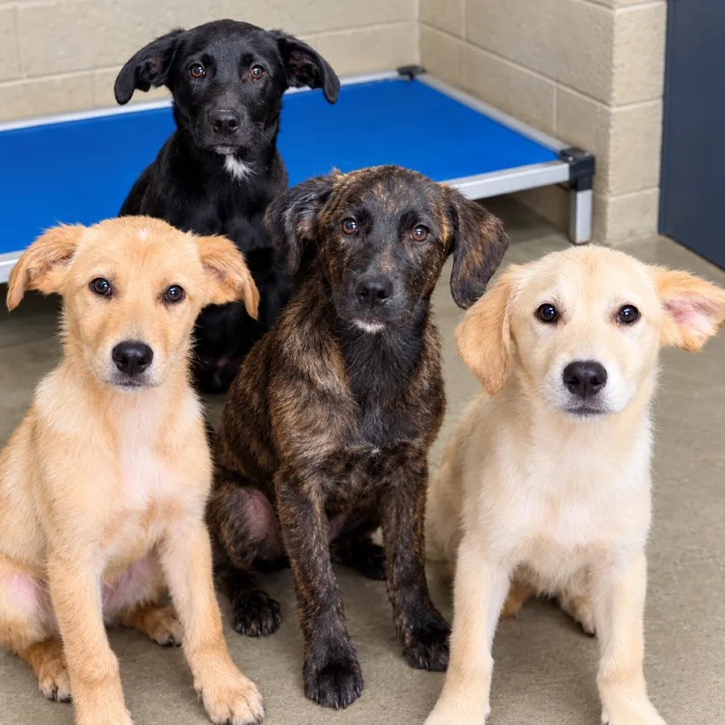 A baby small-sized female Labrador Retriever dog named Rockstar Pup: Whitney for adoption in Falls Church, VA
