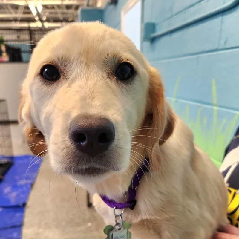 Rockstar Pup: Whitney thumbnail 2