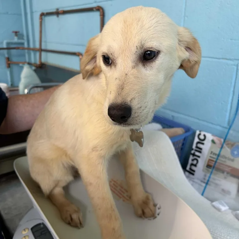 Rockstar Pup: Whitney thumbnail 3