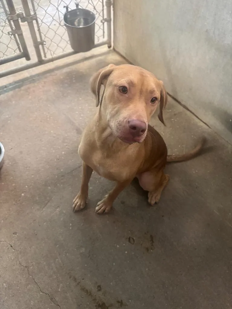 A baby medium-sized female Mixed Breed dog named Betsey for adoption in Sorrento, LA