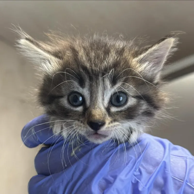 A baby small-sized male Torbie Domestic Short Hair cat named Theo for adoption in Lucedale, MS