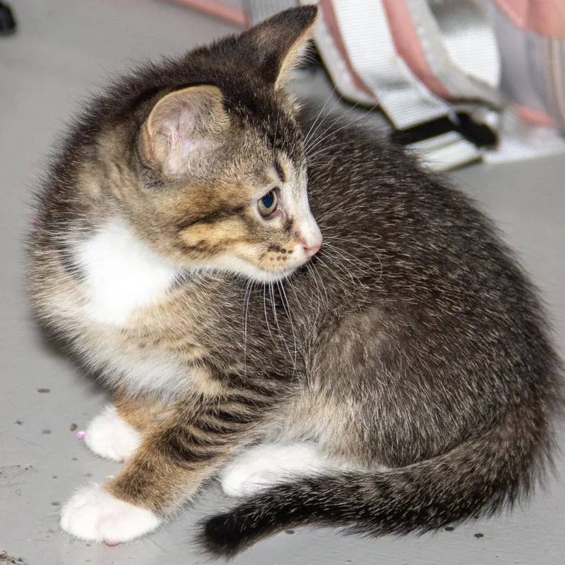 A baby small-sized male Gray / Blue / Silver Domestic Short Hair cat named Hercules for adoption in Wichita, KS