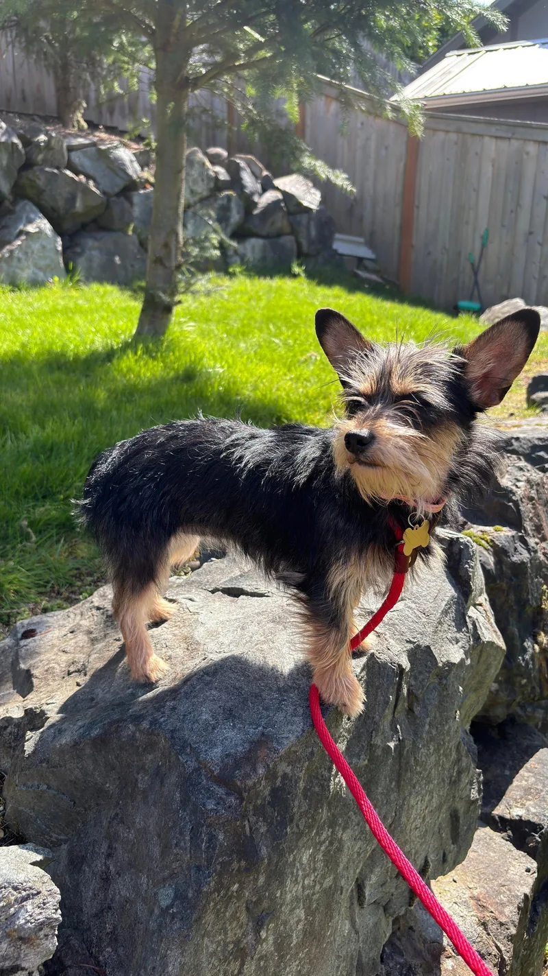 A young small-sized female Yorkshire Terrier dog named Sandy for adoption in Bothell, WA