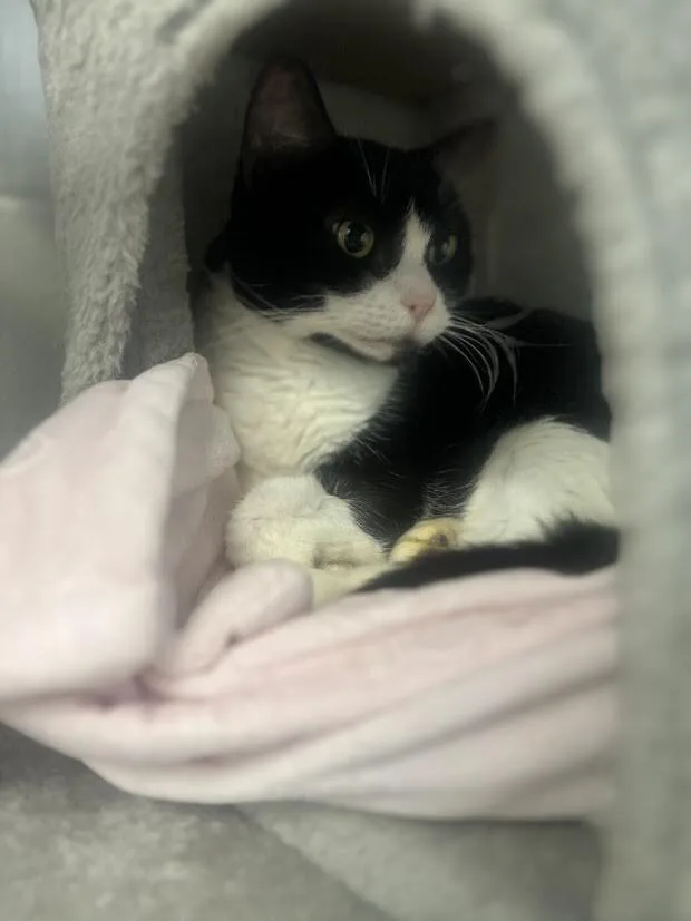 An adult medium-sized female Black Domestic Short Hair cat named Piper for adoption in Colonial Heights, VA