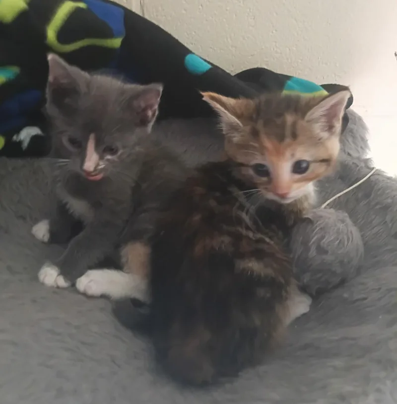 A young medium-sized female Gray & White Domestic Short Hair cat named Edith & Ethel for adoption in Franklinville, NJ
