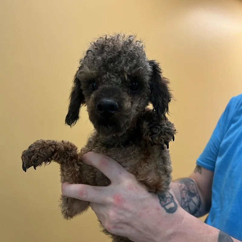 An adult small-sized male Brown / Chocolate Miniature Poodle dog named Mr. Smith for adoption in Naples, FL