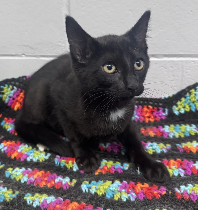 A baby medium-sized male Black & White / Tuxedo Domestic Short Hair cat named Otso for adoption in Yorkville, IL