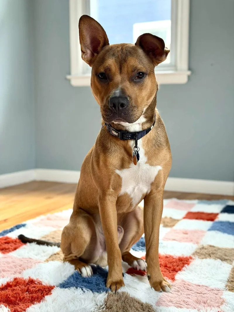 A young medium-sized male Mixed Breed dog named Clyde for adoption in Pleasant Ridge, MI