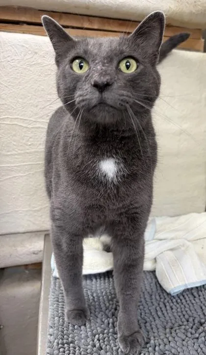 An adult medium-sized male Blue Point Russian Blue cat named Rex for adoption in Key West, FL