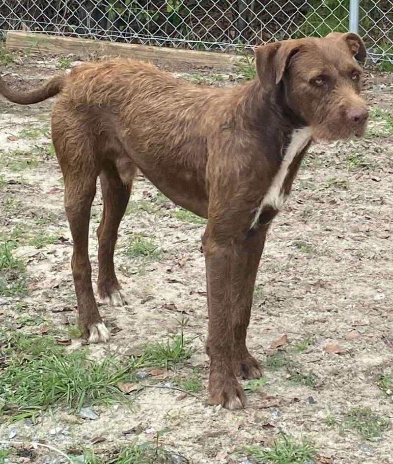 An adult large-sized male German Wirehaired Pointer dog named 2026-211 for adoption in Lakeland, GA