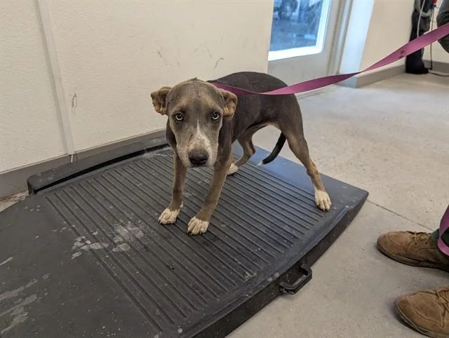 A young large-sized female Pit Bull Terrier dog named Swirl for adoption in Mesa, AZ