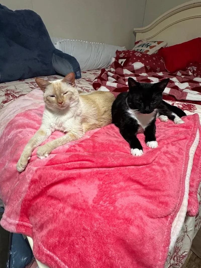 Thor & Loki thumbnail 3