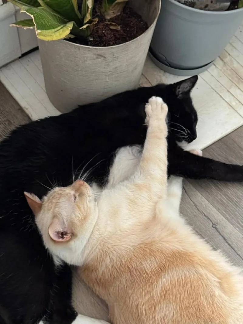 Thor & Loki thumbnail 5