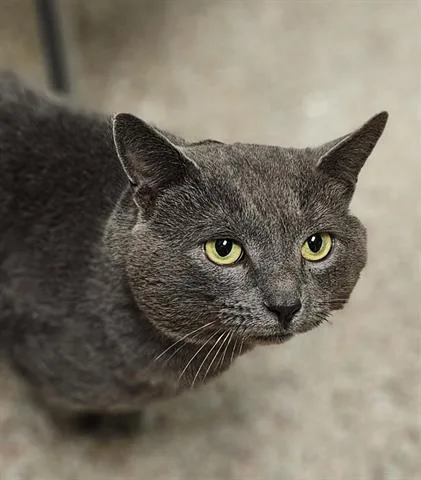 An adult large-sized male Russian Blue cat named Roger for adoption in Clyde, NC