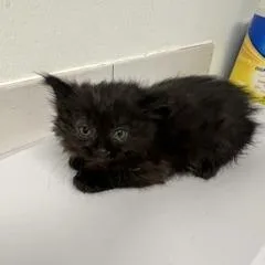 A baby small-sized male Black Domestic Medium Hair cat named Wells Fargo for adoption in St. Louis, MO