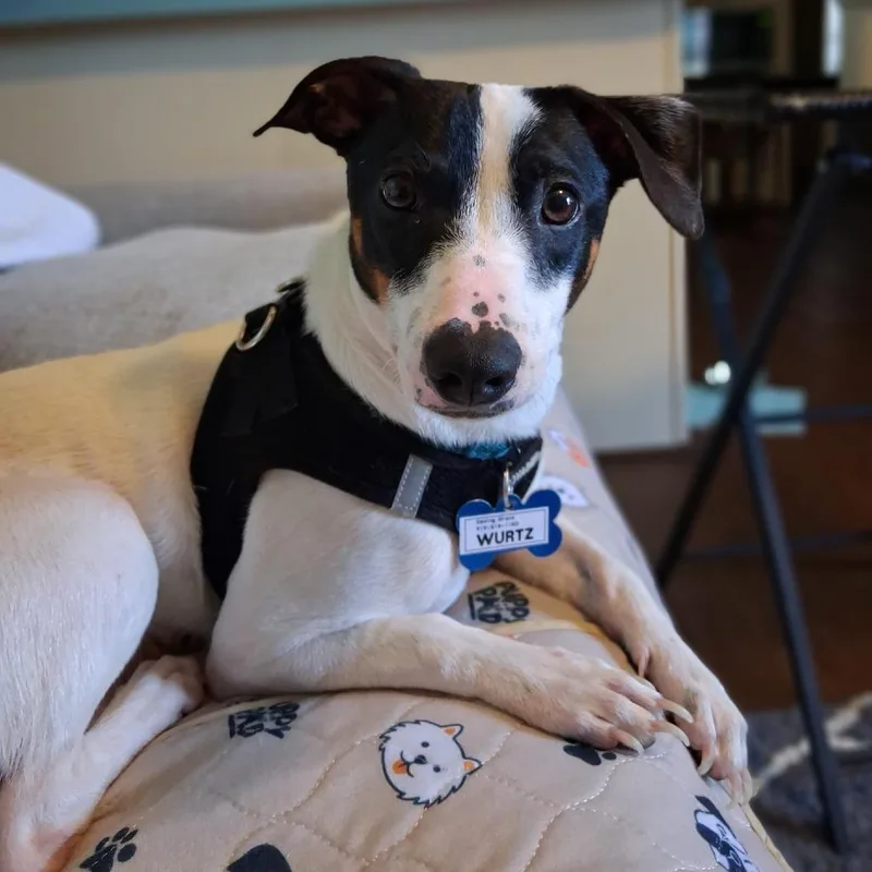 A young small-sized male Black Rat Terrier dog named Wurtz for adoption in Wake Forest, NC
