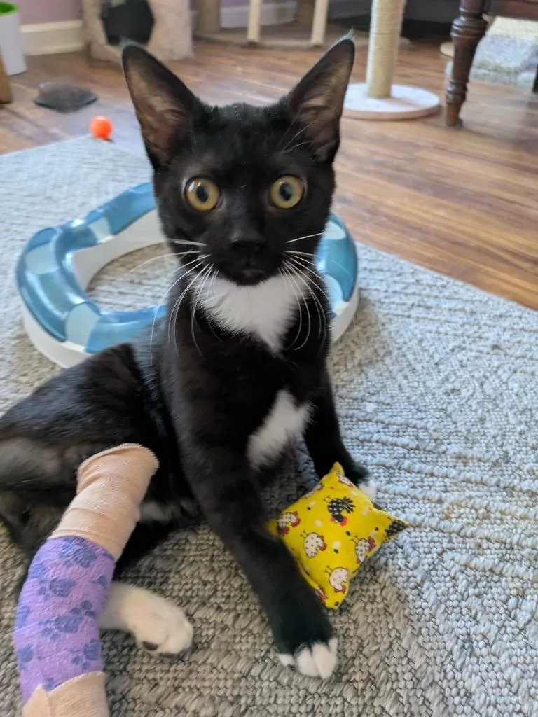 A baby medium-sized male Domestic Short Hair cat named Icee for adoption in Youngsville, NC