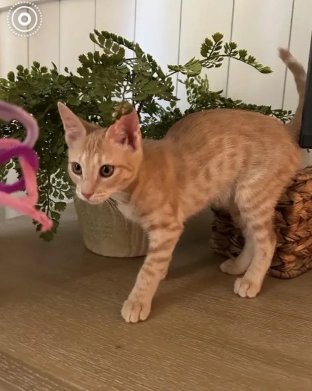 A baby medium-sized female Tabby (Orange / Red) Domestic Short Hair cat named Drama for adoption in Austin, TX