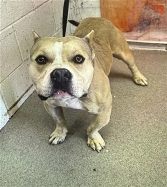 A young medium-sized male Pit Bull Terrier dog named Shane for adoption in San Bernardino, CA