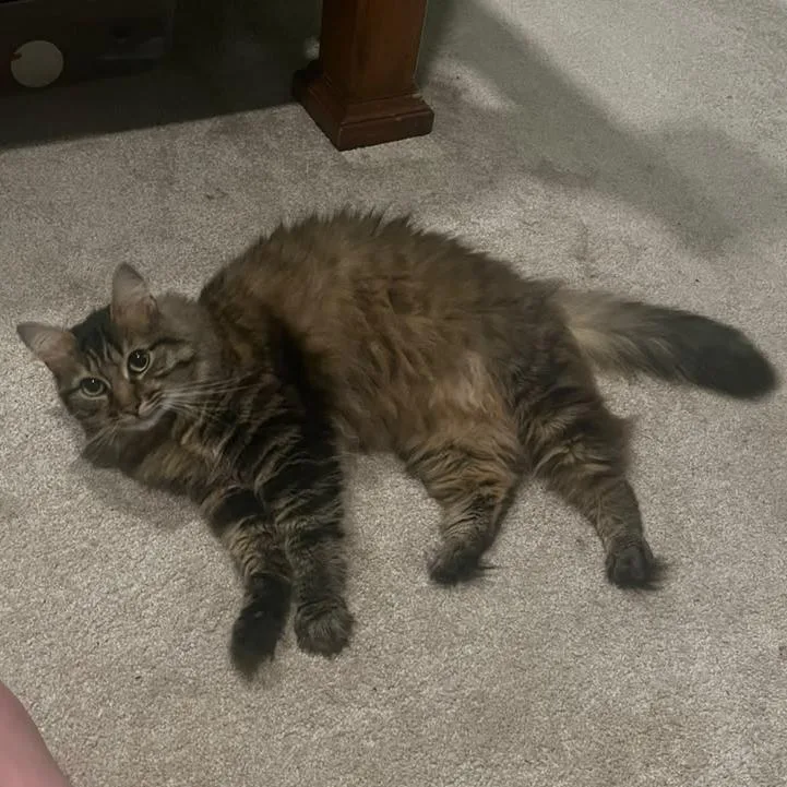 Bean