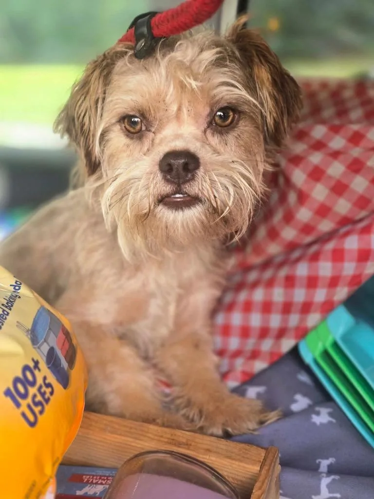 Mr Scruffy