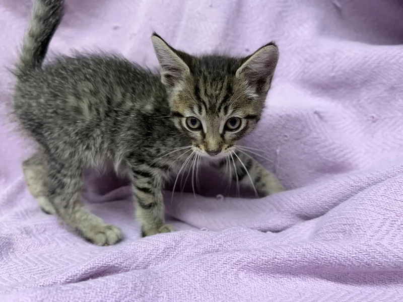 A young small-sized female Tabby (Brown / Chocolate) Domestic Short Hair cat named Sparkler for adoption in Oakdale, CA